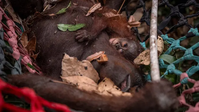 Dua Puluh Satu Orangutan di Nyaru Menteng Idap ISPA karena Kabut Asap
