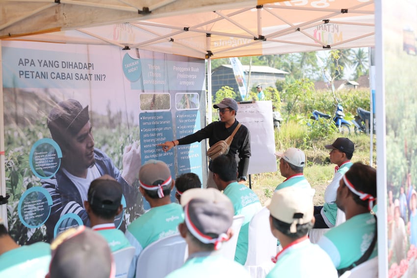 SIMODIS Berbasis PLINAZOLIN Dibawa Syngenta untuk Lawan Thrips di Kebun Cabai